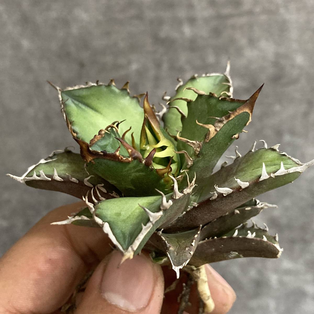 R011-37 特選 アガベ 多肉植物 　チタノタ レッドキャットウィーズル　ゴリ猫 ' Red catweezle '強棘 極上株 