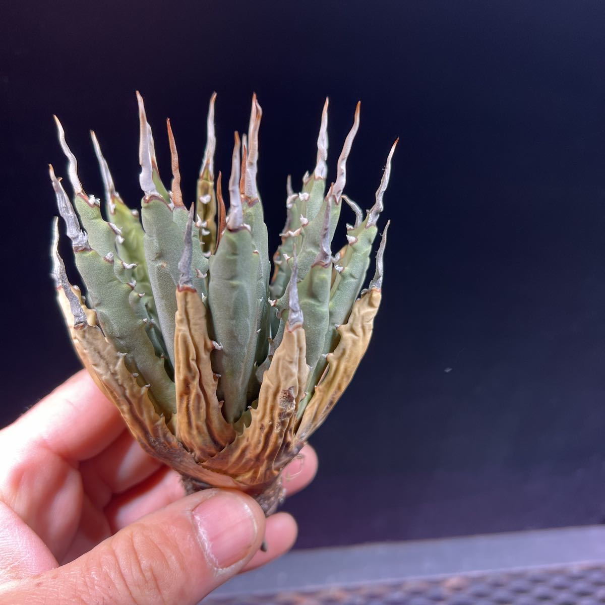 ユタエンシス エボリスピナ 陽炎 短葉 アガベ コンパクト アガベ ユタ