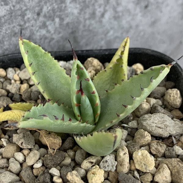 F3488】【台湾産！！超希少ハイブリッド！】 ジプソフィラ