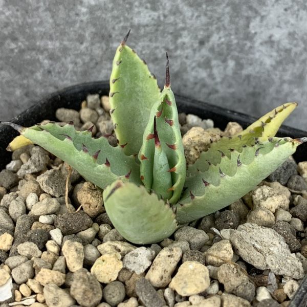 アガベ 値下げ‼️台湾株 超レア 姫蠍蟹 子株 pac_plants •