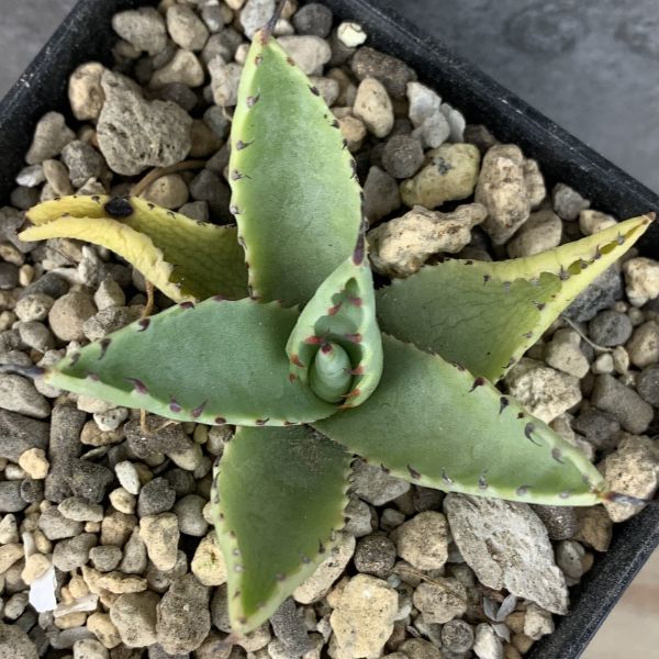 ネバコロ ネバデンシスxコロラータ hyb 子株 ランナー アガベ