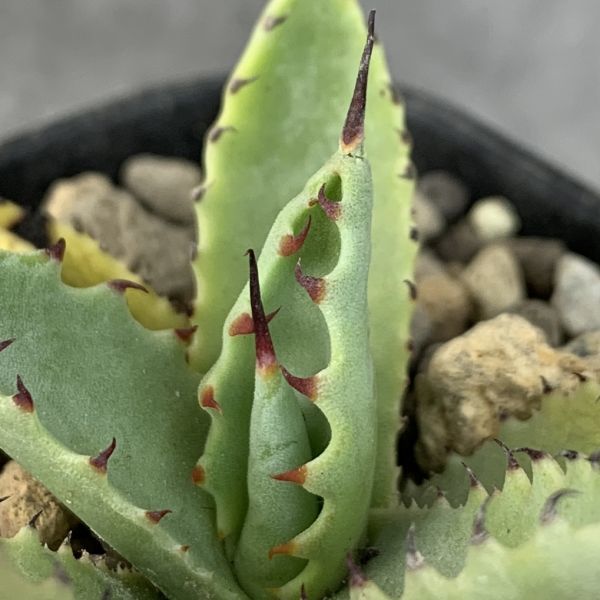 ネバコロ ネバデンシスxコロラータ hyb 子株 ランナー アガベ