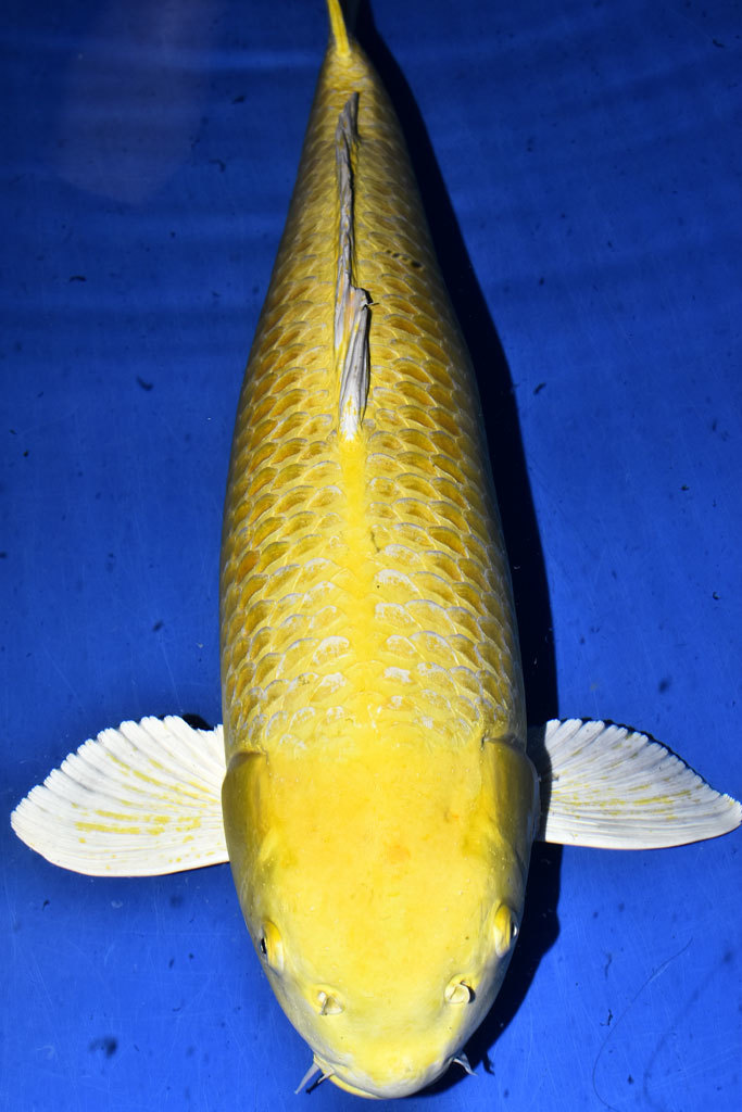 【錦鯉・野池揚がり・メス・山吹黄金・76センチ・同梱不可】