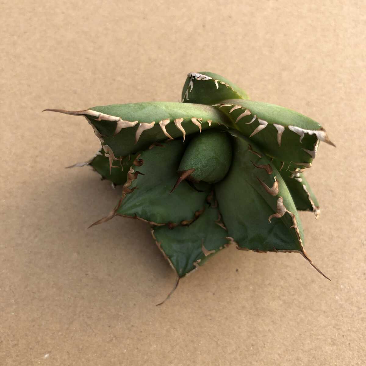 多肉植物 アガベ チタノタ ハデス 恐竜牙歯 黒帝斯 極上強棘 子株