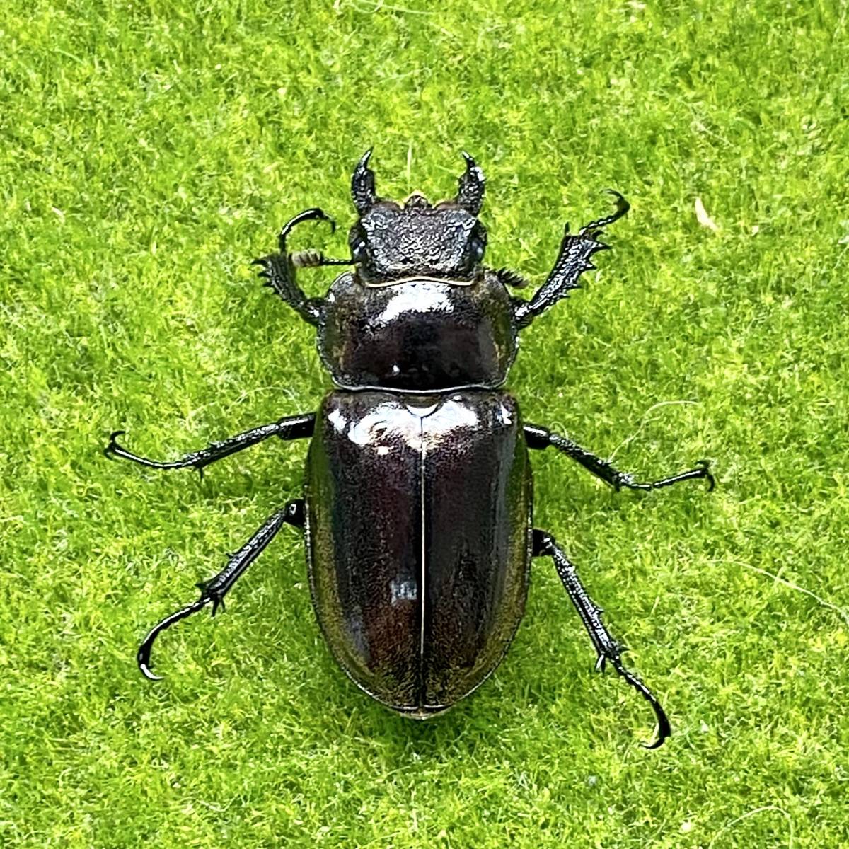 【西シアン産】ウェムケンミヤマクワガタ　♀34mm　成虫　単品【金・土限定】※25(土)不可