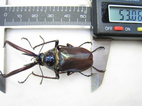 標本】入手困難 ホロメタリクス チリクワガタ（ssp holometallicus