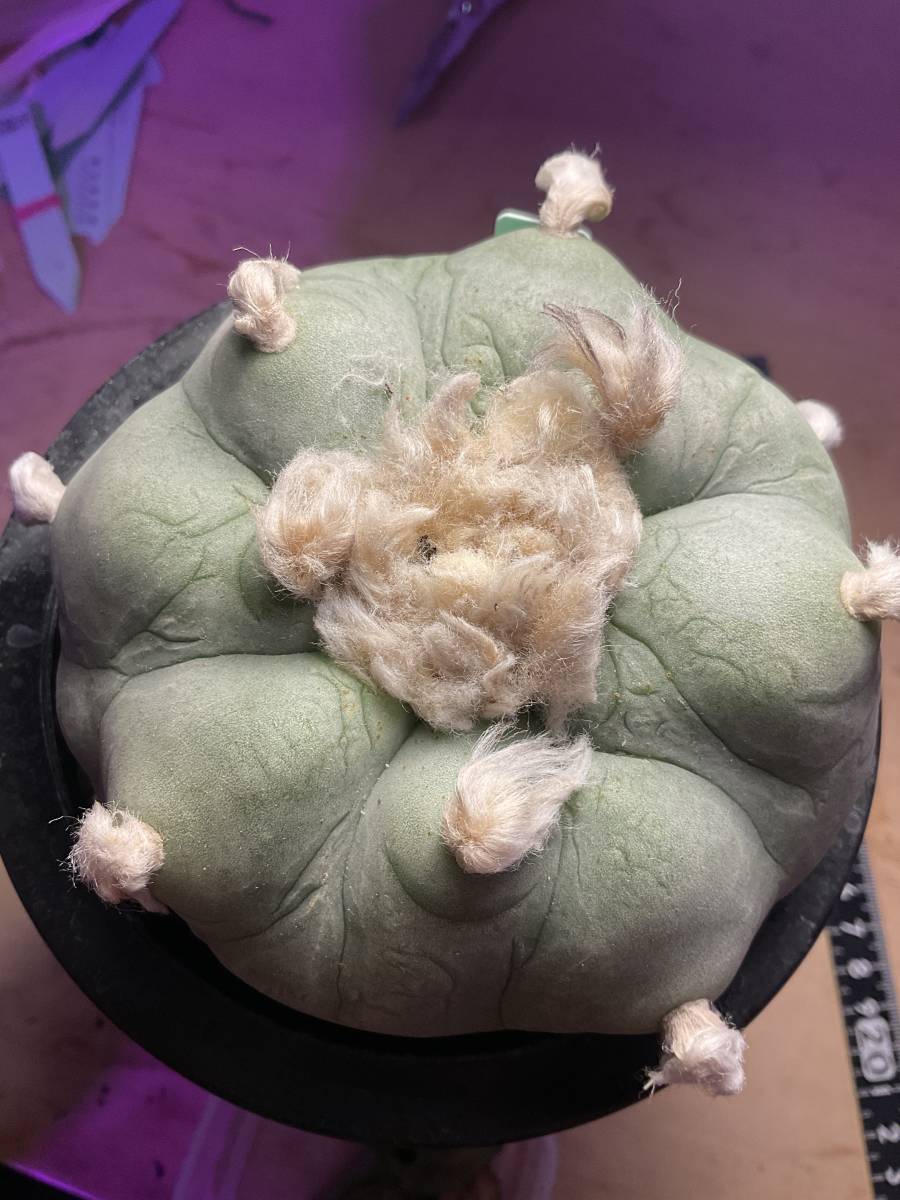 人気，大得価】 多肉植物 サボテン 大疣 皺肌 翠冠玉 lophophora diffusa