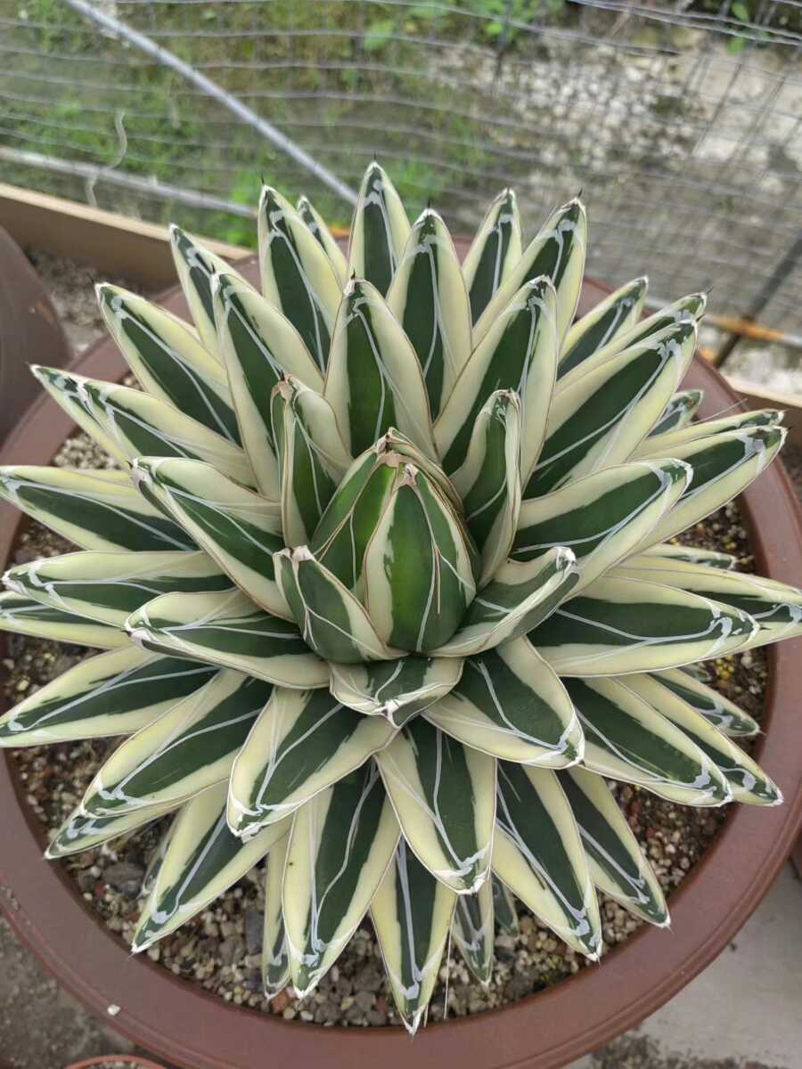 アガベ 吉祥天錦 抜き苗発送 Agave parryi 【公式通販】