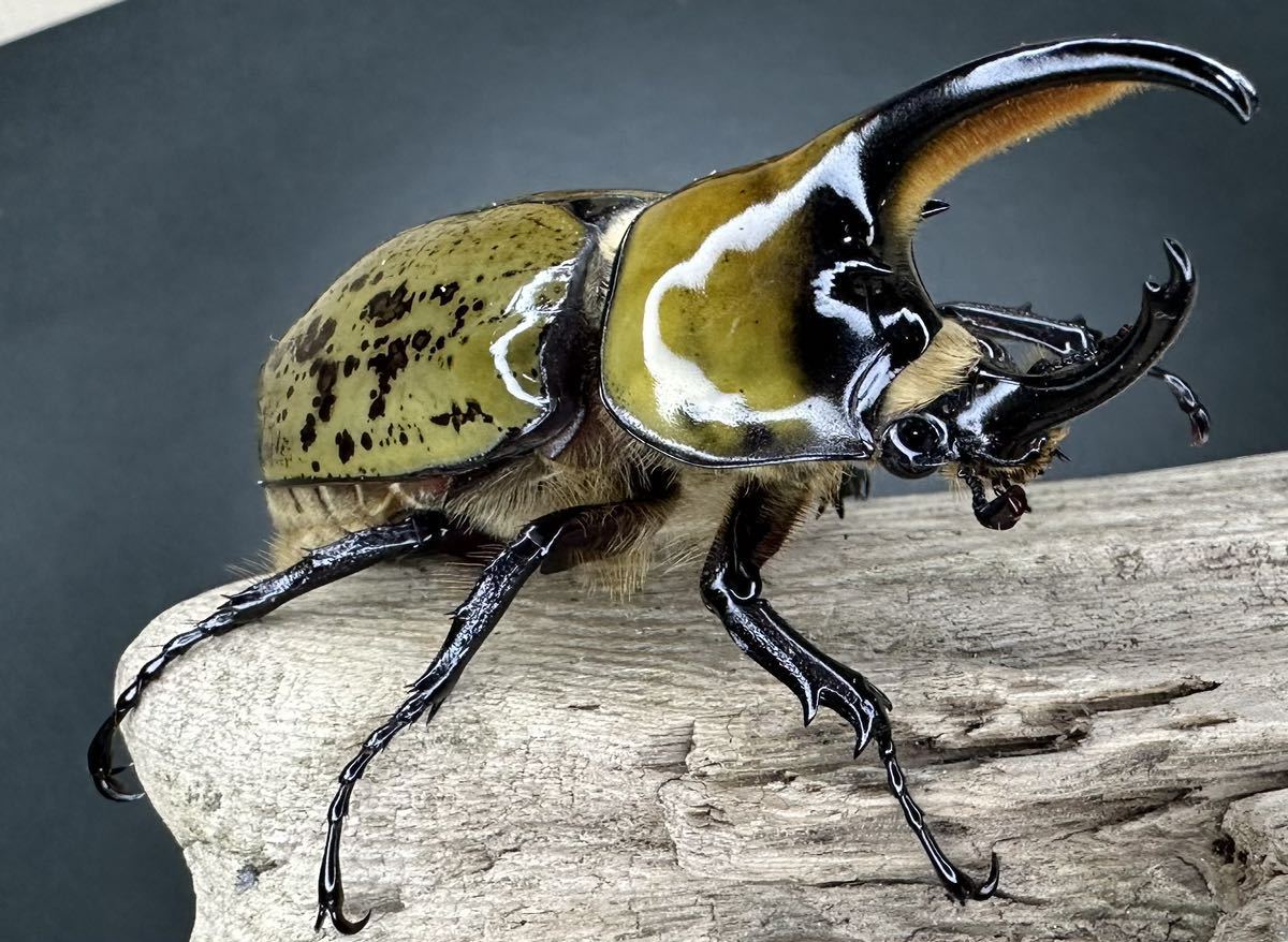 (希少産地) ミヤシタシロカブト 初令幼虫3頭 チルパンシンゴ産 ②