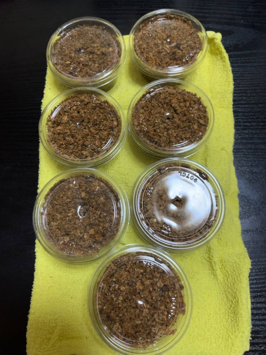 レギウス幼虫7頭セット