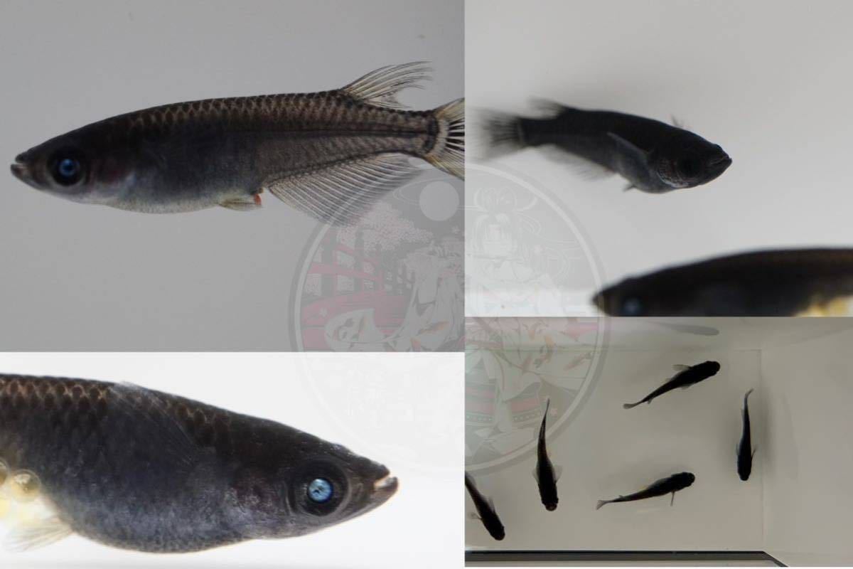 【遮那王めだか】黑天幻龍　有精卵12個　煌き会会長gao様直系の種親♂両目ブルーアイ&ブロンズアイ　♀両目ブルーアイ&ノーマルアイ　t20