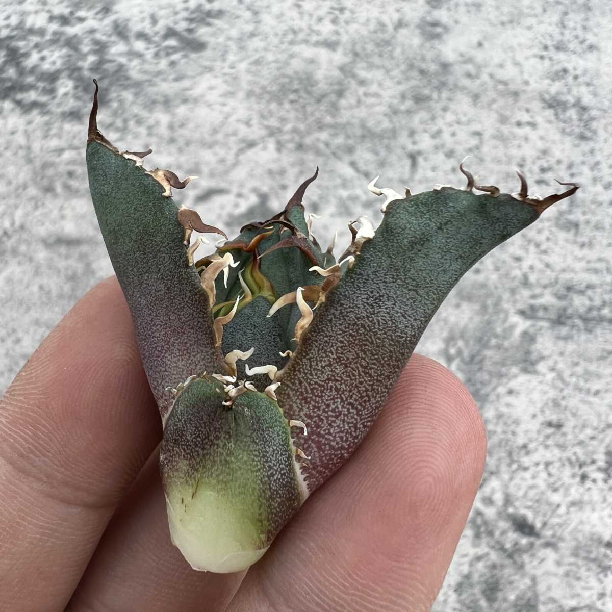  B40 限定特選株 アガベ チタノタ 牡丹葉白鯨 陽炎狂刺 背刺し 厳選極上大子株(アガベ)｜売買されたオークション情報、yahooの商品情報をアーカイブ公開 - オークファン アガベ