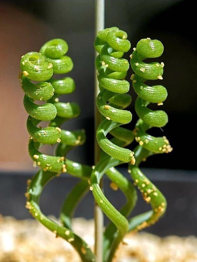 1000件達成目指すセール 輸入株Albuca bruce-bayeri 04