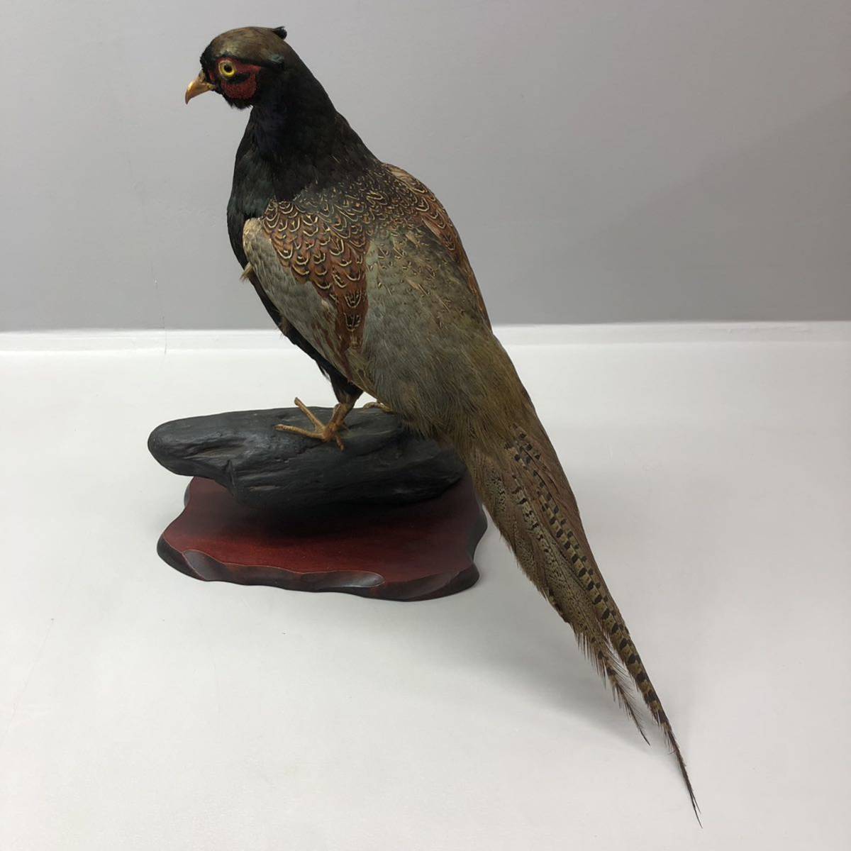 T□① 直接引取可 キジ 剥製 雉 鳥 標本 見本 インテリア 置き物 