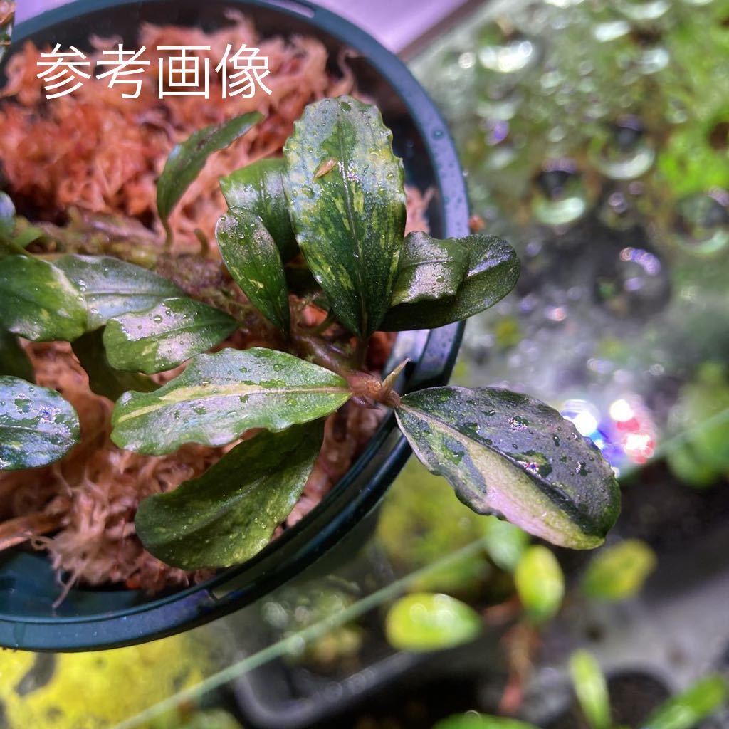 Bucephalandra sp. Varigata Bucephalandra sp. Variegata Velvet