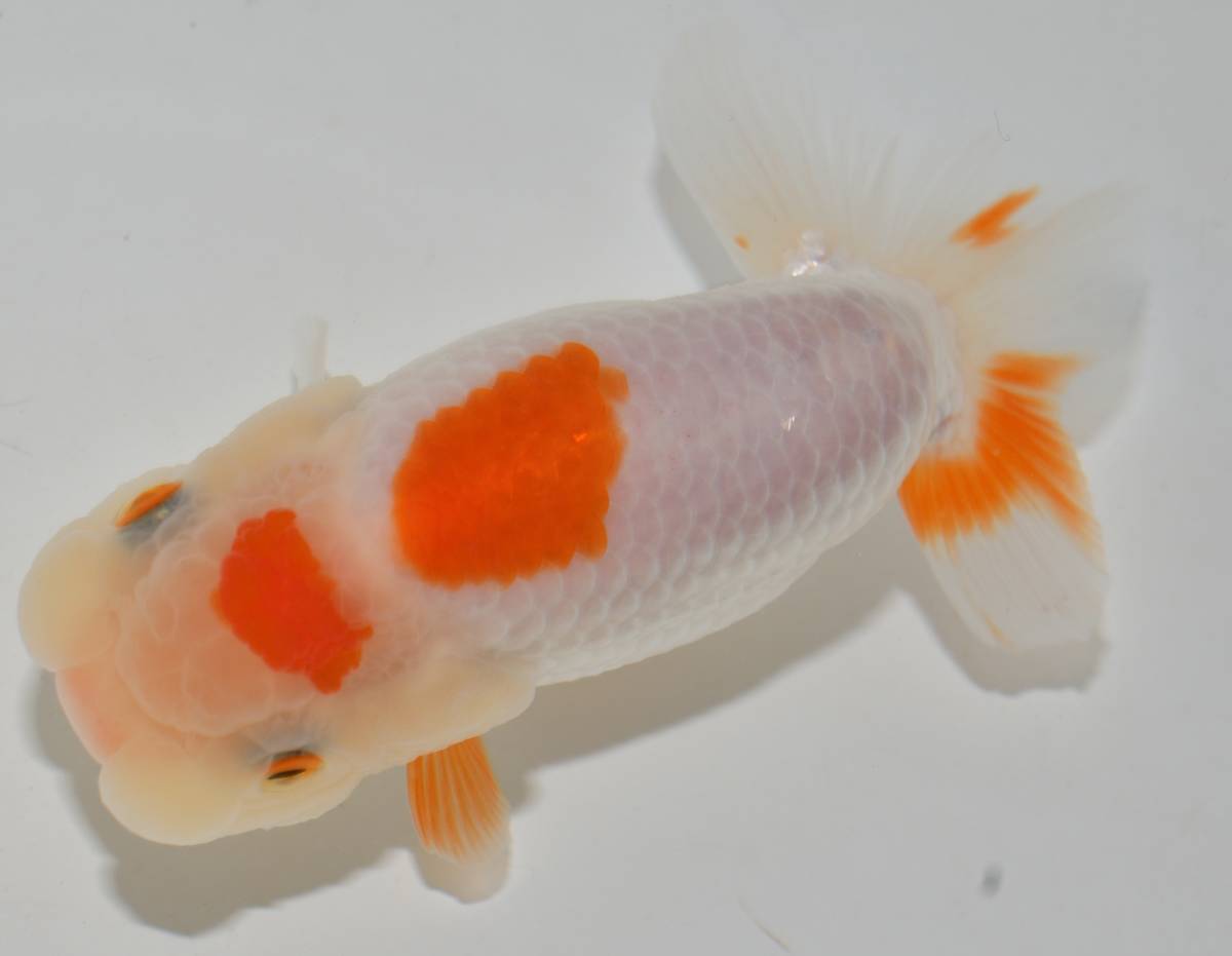 丸長 ③’ 極上種魚！【 愛知県　有名ブリーダー作出魚！ 】二歳魚！ 14.5㎝！ 2匹！