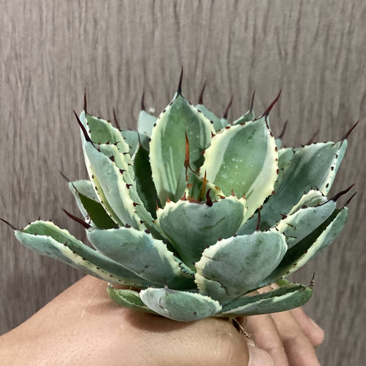 P23-2 特選 アガベ 多肉植物 吉祥冠錦 黄覆輪 強棘 極上株 包葉 2株