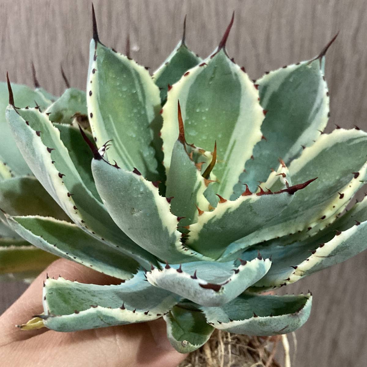 P23-2 特選 アガベ 多肉植物 吉祥冠錦 黄覆輪 強棘 極上株 包葉 2株