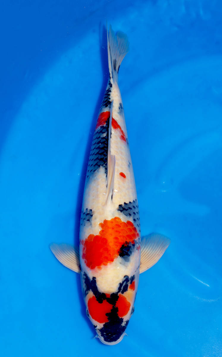 【鯉牧場】NO.7 ~大放出！！~　大日養鯉場作出　昭和三色　２歳　56cm　生産証明書付き！！