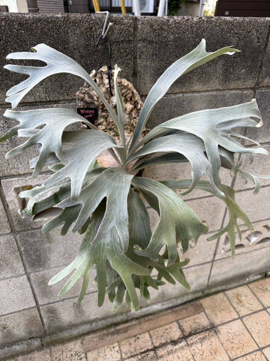 Zビ》ビカクシダ WHs Platycerium ビカクシダ ＠ビカ森wife Sporeling