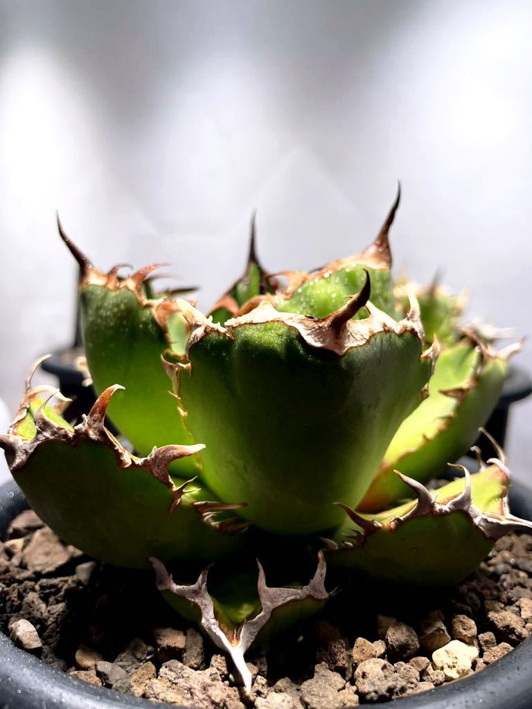 AGAVE TITANOTA 黒鯨！親株特別出品！oteroi.悪魔くん.BAKEMONO.強刺
