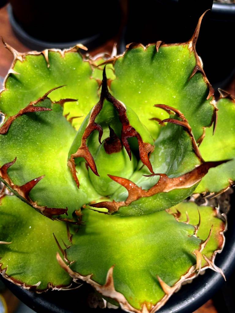 AGAVE TITANOTA 黒鯨！親株特別出品！oteroi.悪魔くん.BAKEMONO.強刺