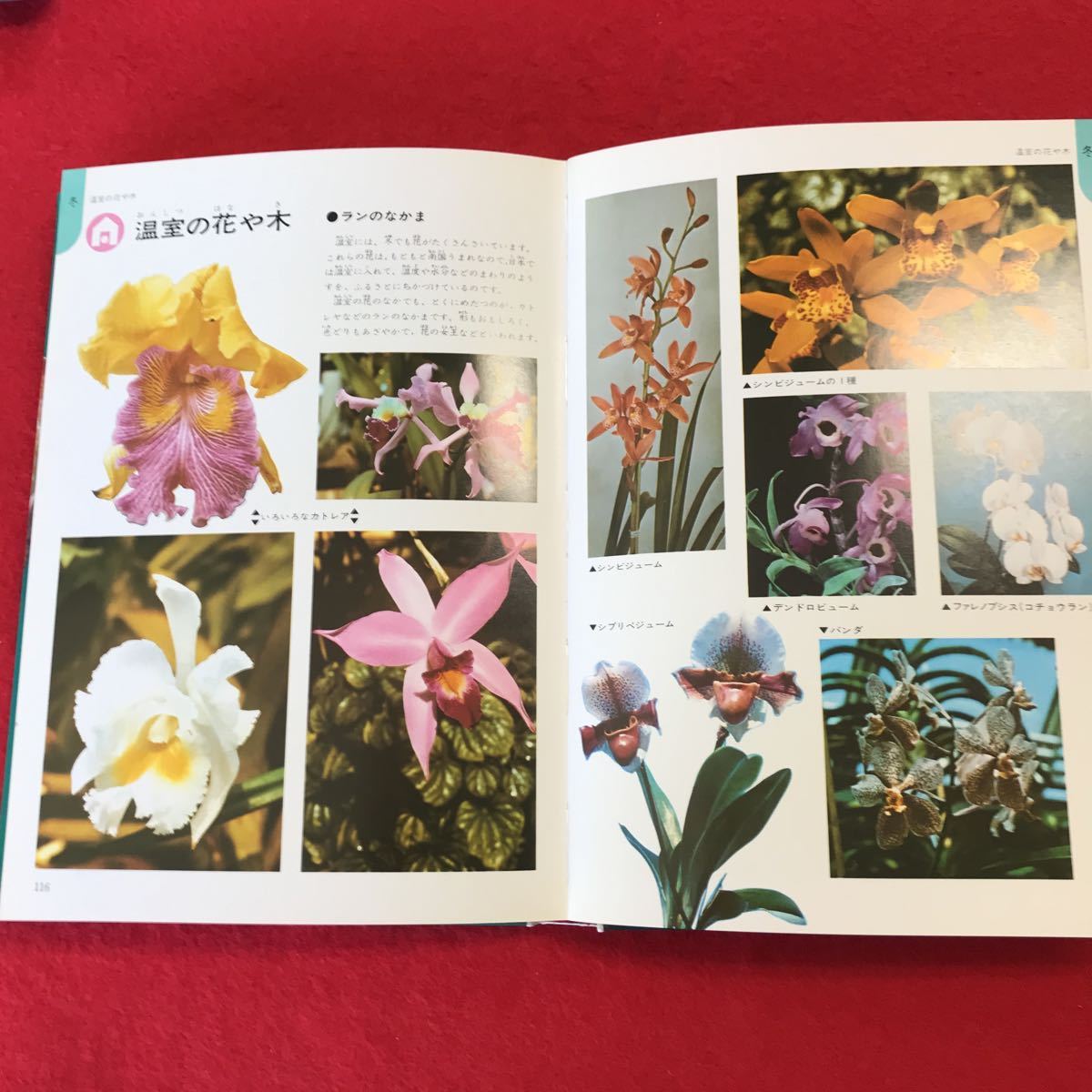 まとめ 奥 棚※8 学研の図鑑 5冊セット (ニューワイド版2冊＋旧版3冊 