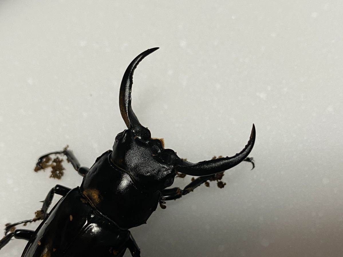 ウエストウッドオオシカクワガタ　カズミアエ　