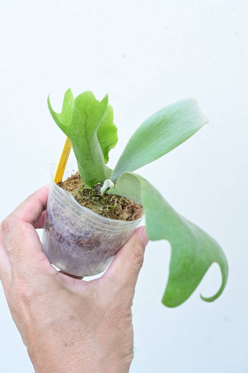 P.willinckii⑤ @bikamori.com ビカクシダ ウィリンキー