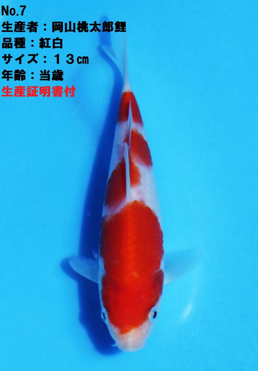鯉太郎 ◇革命鯉◇ №7【岡山桃太郎鯉フェア】 最後となります。 SP鯉だけに