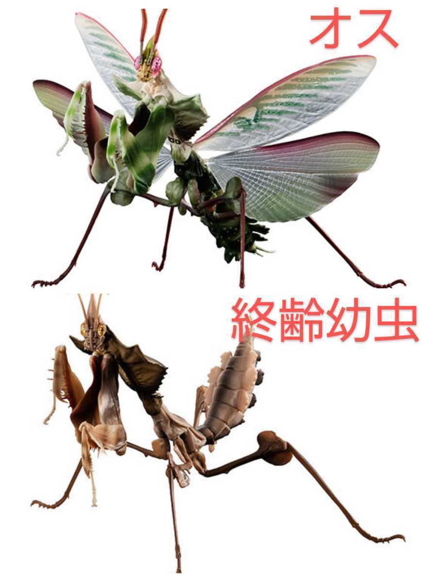 ニセハナマオウカマキリ いきもの大図鑑アドバンス いきもの大図鑑