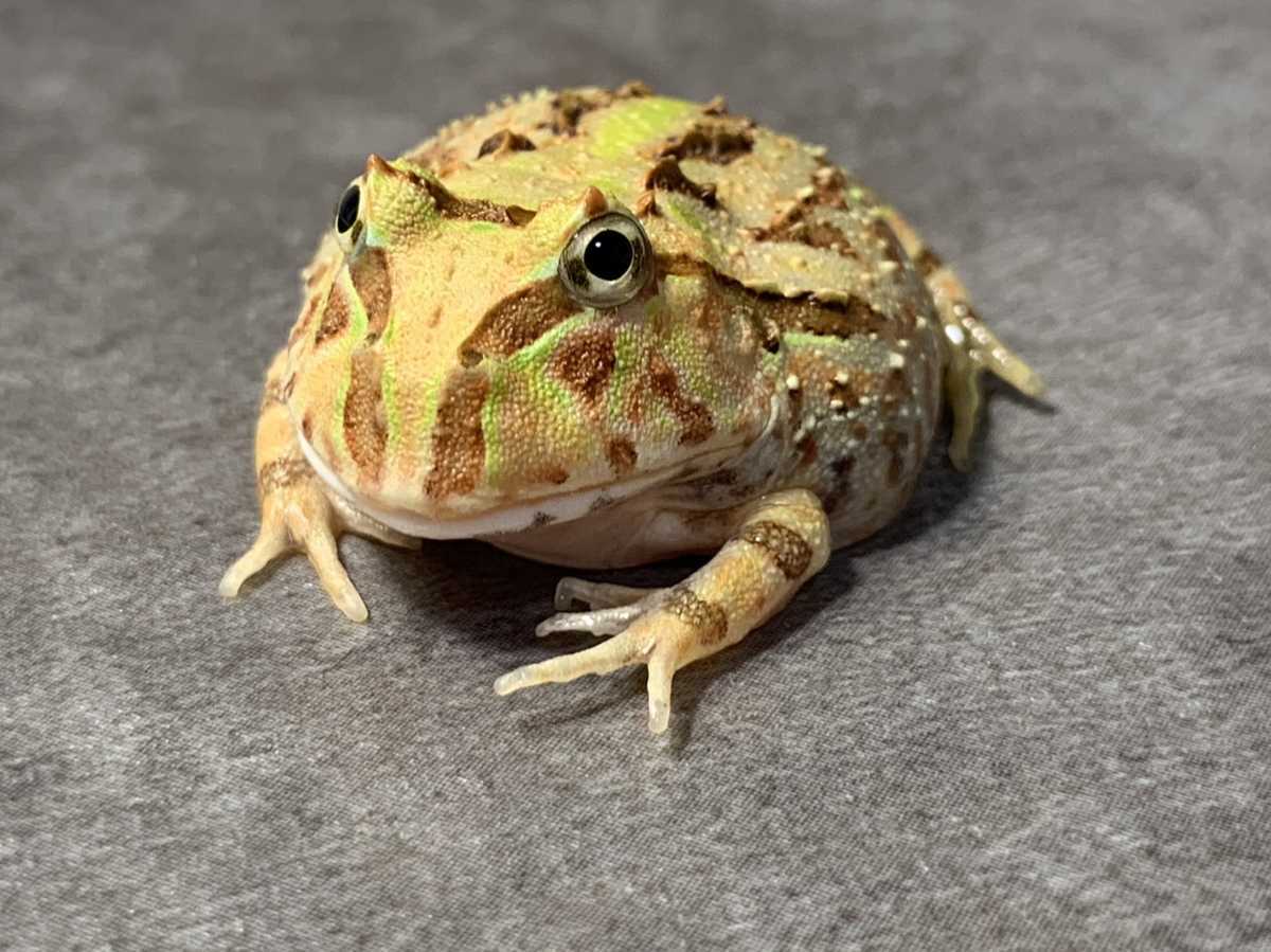 ◇ ブラジルツノガエル ブラウン 上陸したて 2.5〜3センチ 少し訳あり 
