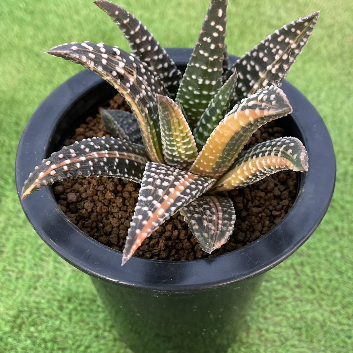 ≧∇≦）多肉植物 ハオルチア 瑞鶴錦×コエルマニオルム