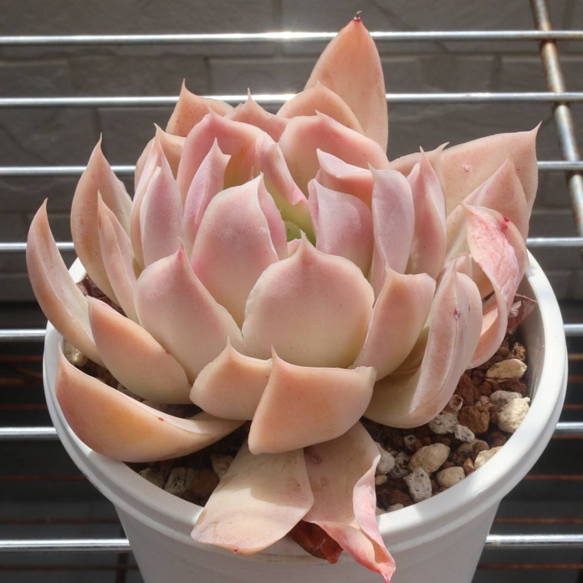 風の花 おらいさん苗 ミックスベリア 名札無し 多肉植物 エケベリア 