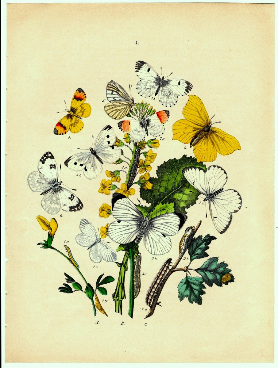 1882年 Kirby 石版画 手彩色 ヨーロッパの蝶と蛾 Pl.4 オオ