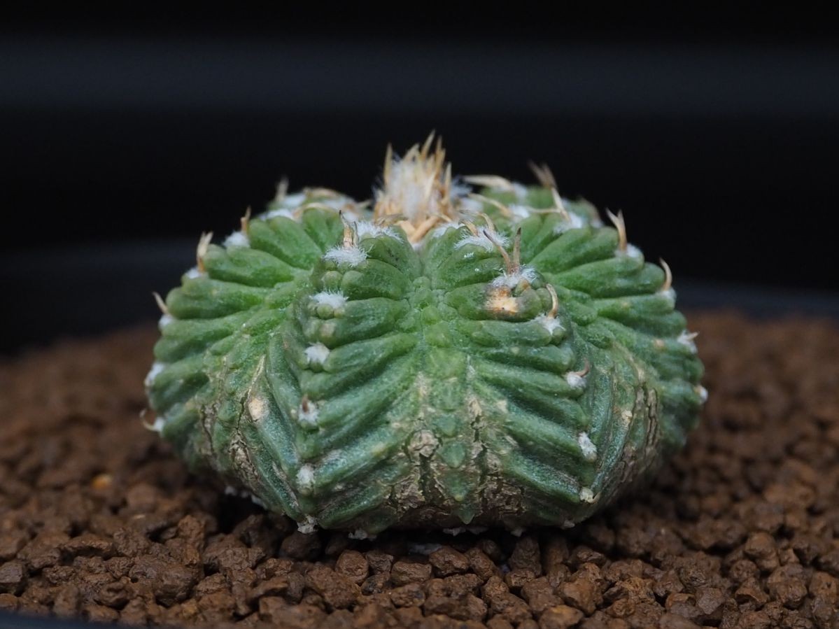 RR_花籠　アズテキウム　リッテリ　希少FN付　/Aztekium ritteri/1株/正規輸入　台付　　2023年植替え済/検索用→ヒントニー　紅籠