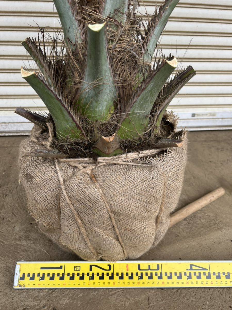 ココスヤシ シルバーリーフ 形状良 幹太 ヤシの木 ヤシ 庭木 植木 庭