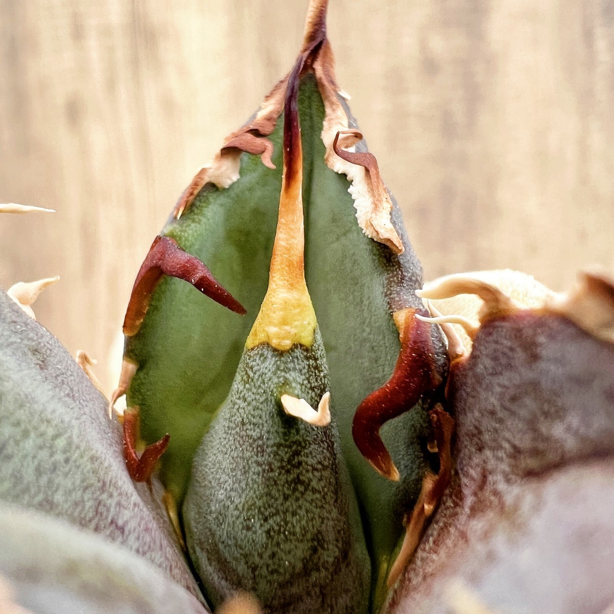 C42 アガベ　チタノタ 牡丹葉白鯨 陽炎狂刺 背刺し 極上天芽 検) 清櫻 悪魔caser heads SAD 白犀牛 包心龍 黒犀牛 悪魔くん 黒豹