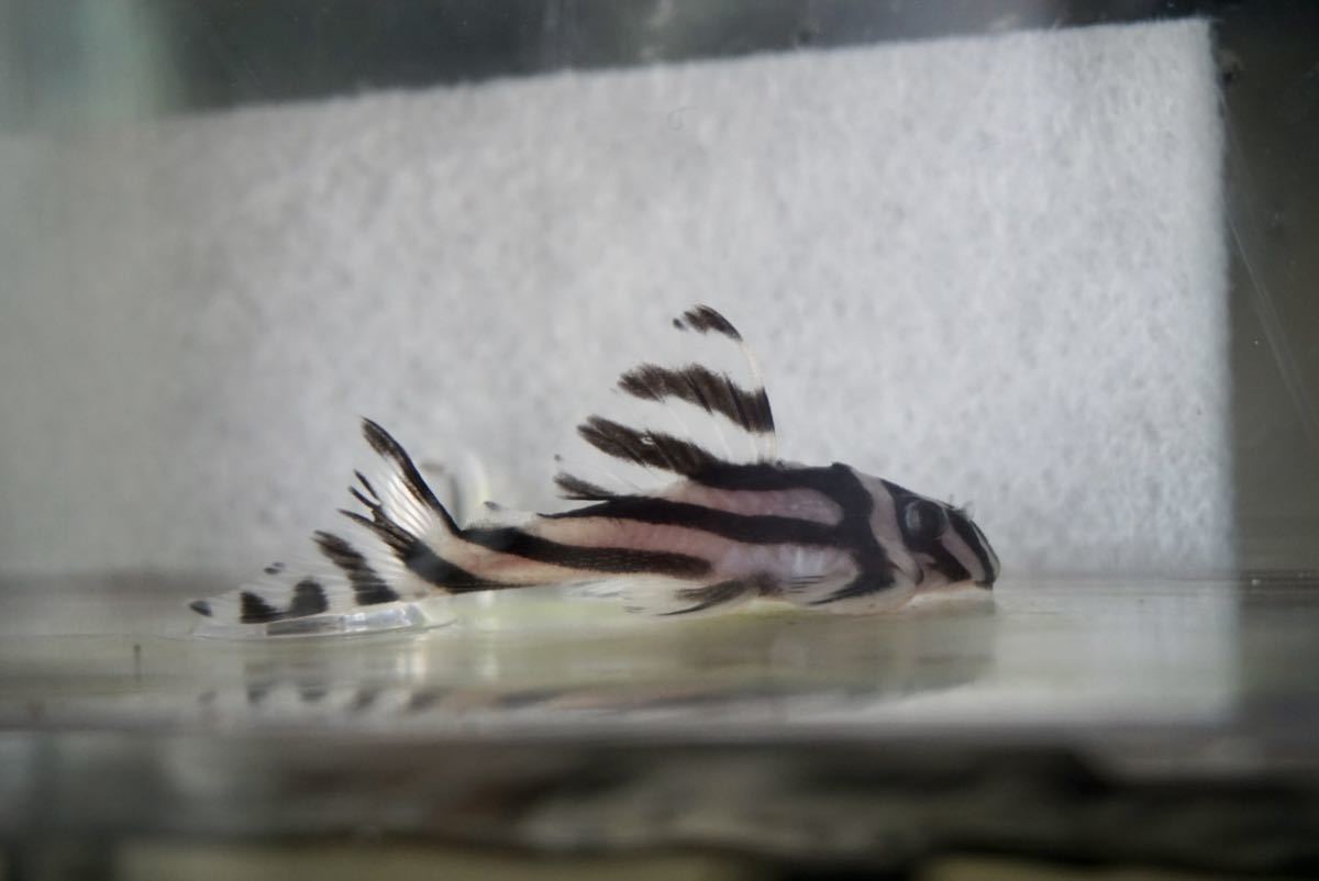 【インペリアルゼブラプレコ】送料無料， 約5.8cm， 死着保証