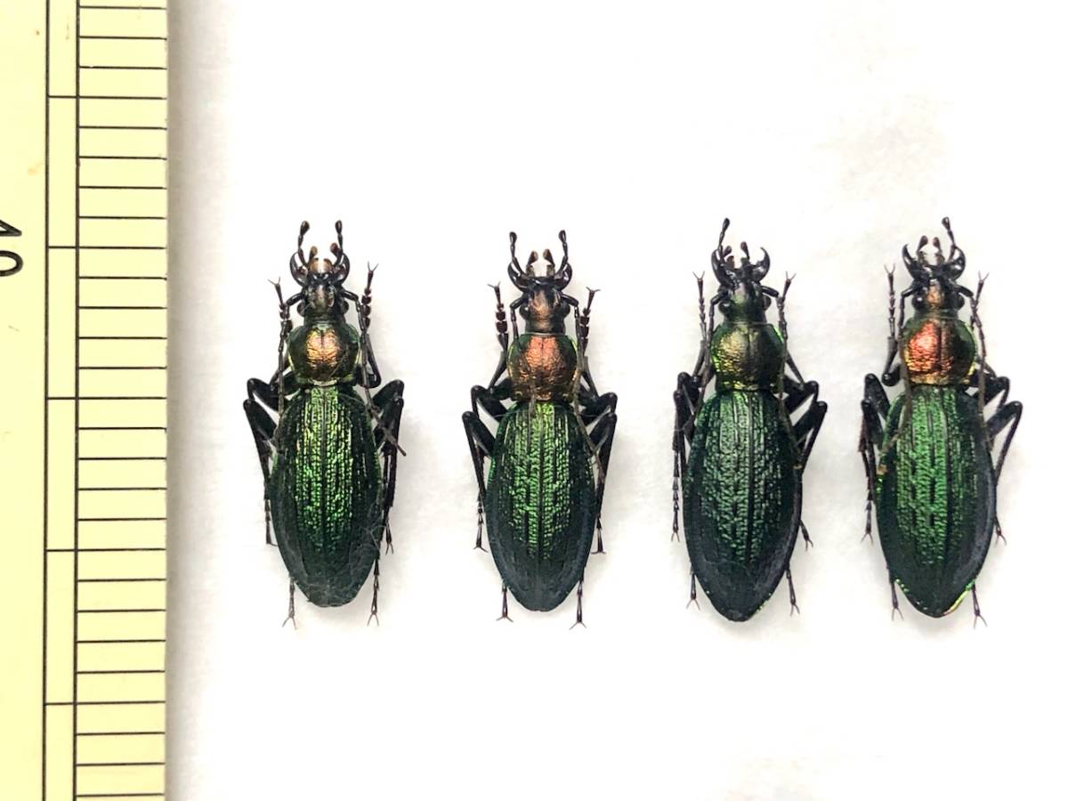 札幌発】ヒダカキンオサムシ アイヌキンオサムシ 昆虫標本 no.29