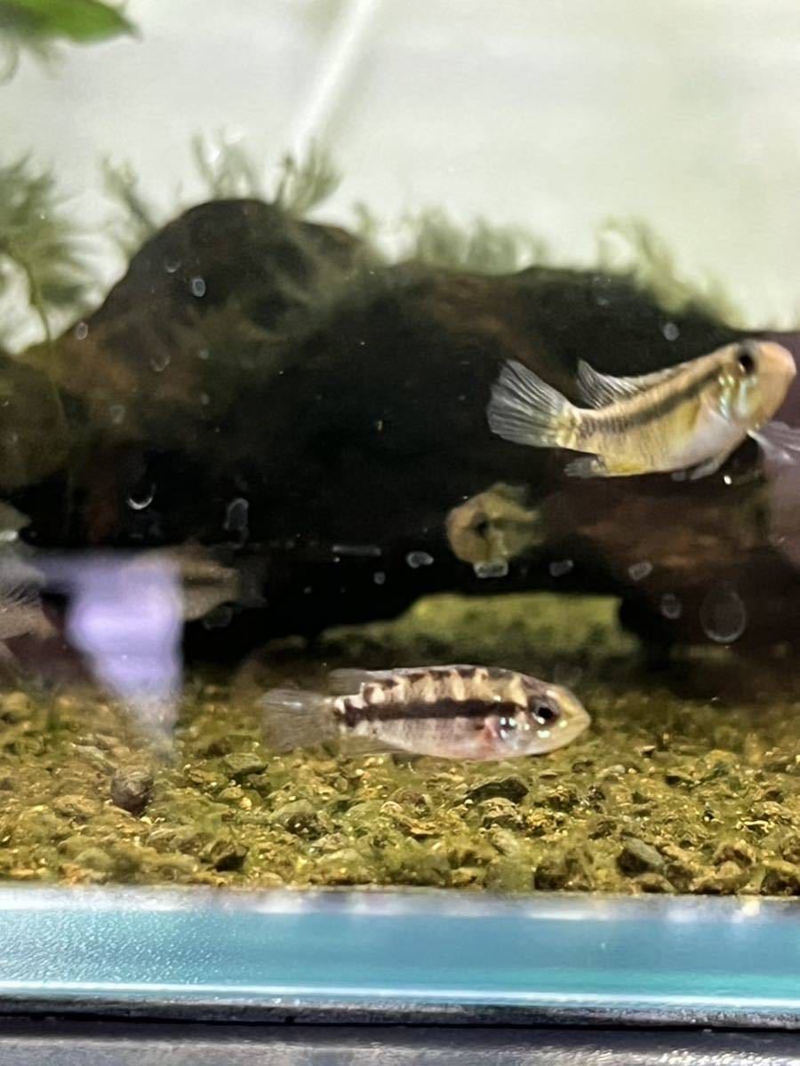 アピストグラマ ブライトビンデンWF1