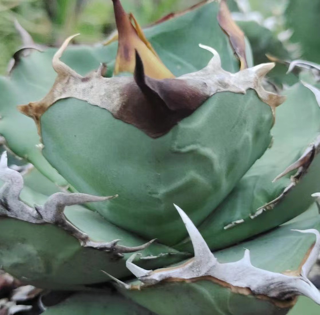 ZU9特選株 agave titanota no name アガベ チタノタ 極上強棘株