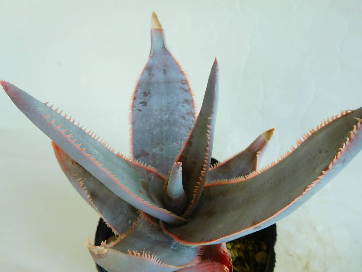 Aloe　アロエ　ラエタ