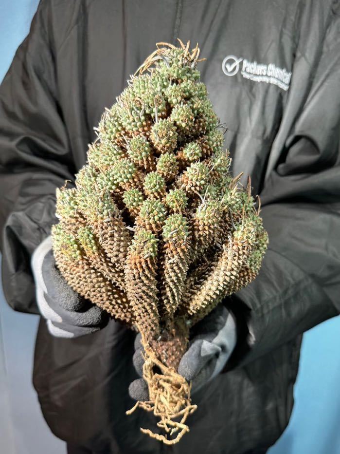 大403 ユーフォルビア ムルチセプス　Euphorbia Multiceps 多頭キリン　検(パキポディウム グラキリス デセプタ　パキプス　ルディス 塊根