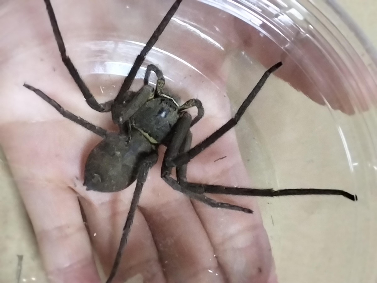 ⑥ アシダカグモ軍曹→1匹 特大サイズのメス 約13cm 特大サイズのゴキブリを退治します 蜘蛛 クモ 繁殖用のメスに(虫類)|売買された ...