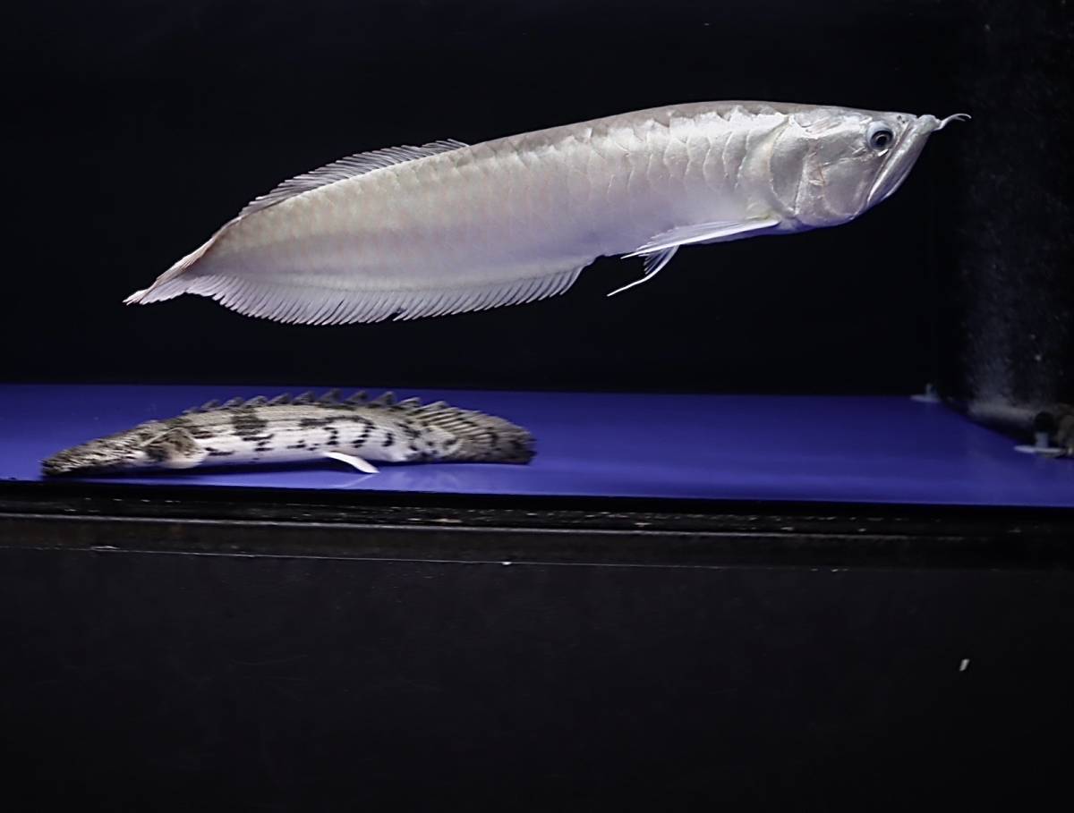 全身光沢のあるシルバーアロワナ±58cm 前方が詰まったセミショート 