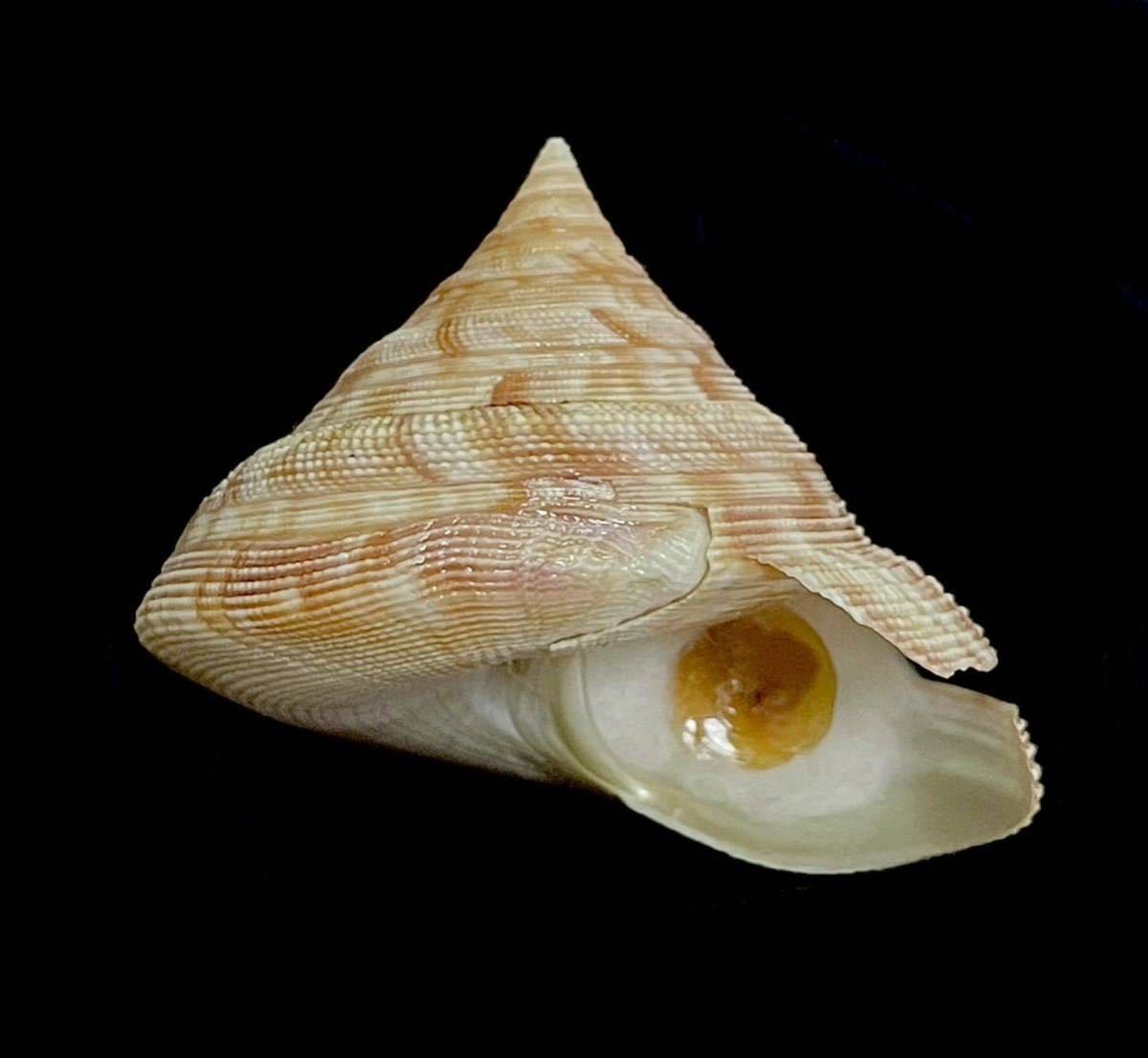 貝殻 標本 ホウセキオキナエビス 44.0 mm 貝殻 標本 - メルカリ 貝標本