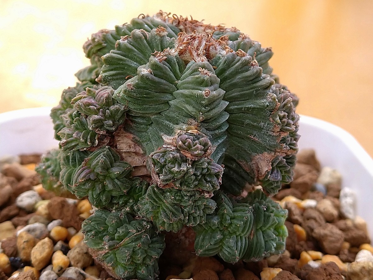 (入札前商品説明必読・入札条件あり) 限定 アズテキウム・バルデジイ カキコから5年 鉢のまま Aztekium valdezii 紅籠 観葉植物 多肉など。