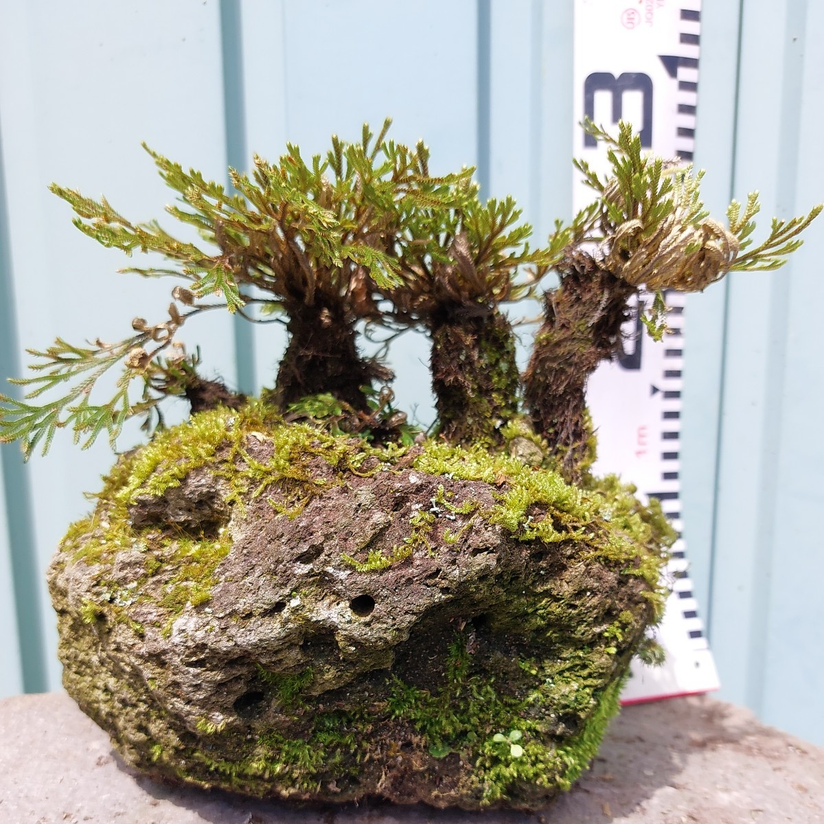 直ぐ苔の着く軽石☆岩松.イワヒバ☆小品☆⑥(盆栽)｜売買された 