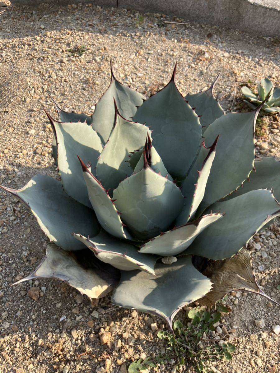観葉植物 く*ん様 多肉植物・アガベ・パリートランカータ・オリザバ